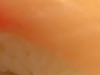 Red Snapper (Tai)